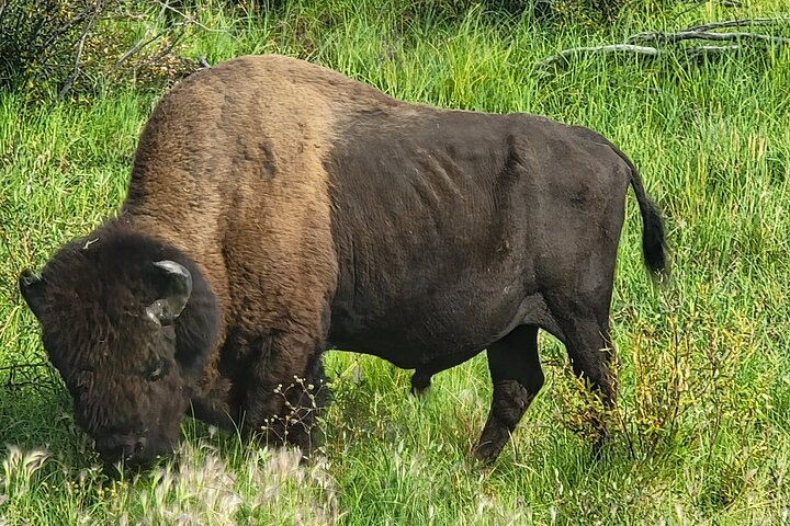 Bison