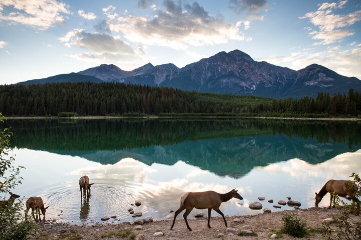 Banff PRIVATE Safari Drive and Custom Nature Walk -4H - Photo 1 of 25