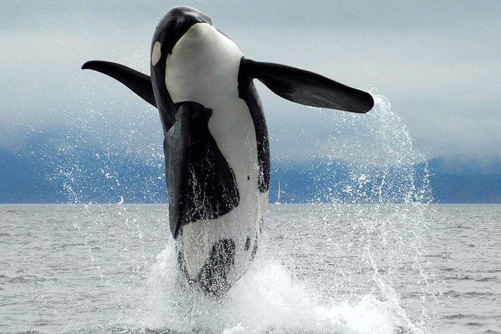 Experience Orcas in the wild Salish Sea