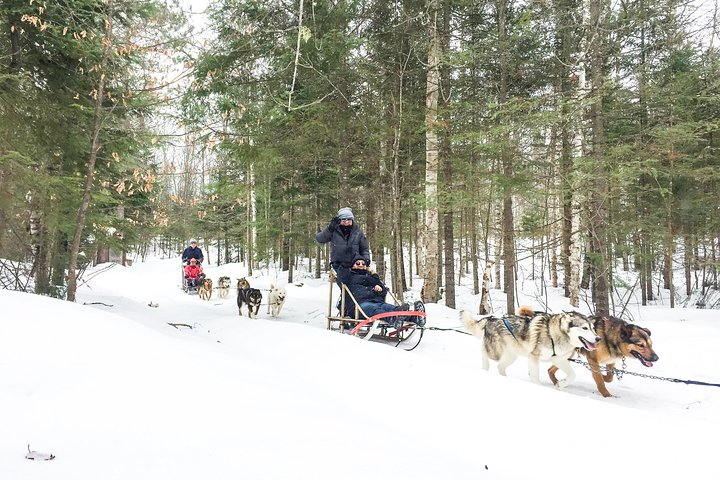 Dog Sledding