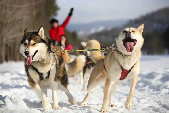 Dogsled Diable Adventure in Mont-Tremblant - Photo 1 of 9