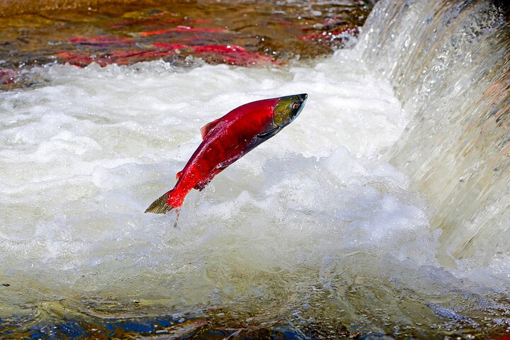 Kakonee Salmon