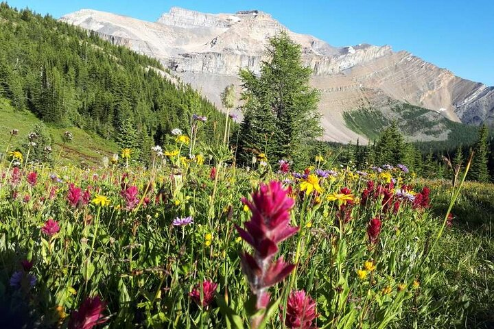 Wildflowers of Hidden Lake