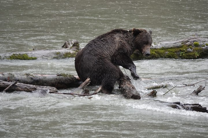 Vancouver Island: Full-Day Grizzly Bear Tour at Toba Inlet - Photo 1 of 9