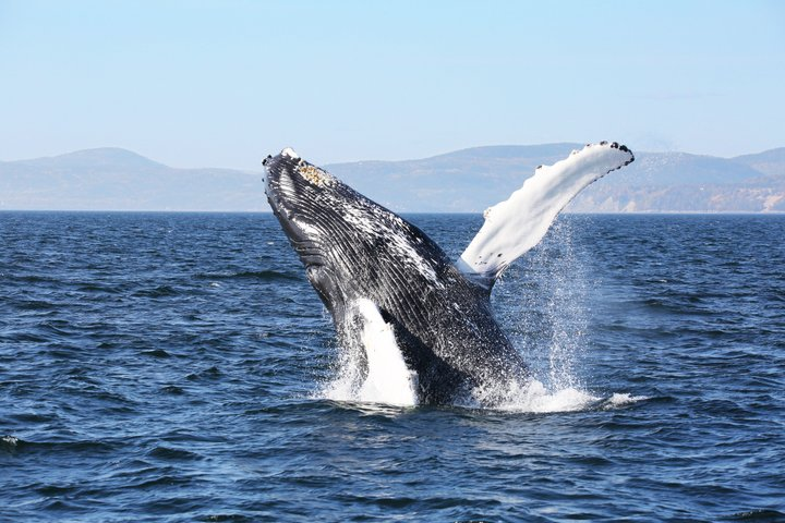 Québec City: Whale Watching Tour with Bus Transportation - Photo 1 of 12