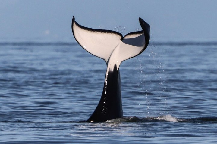 Victoria Half-Day Whale Watching Adventure with Free Photos - Photo 1 of 25