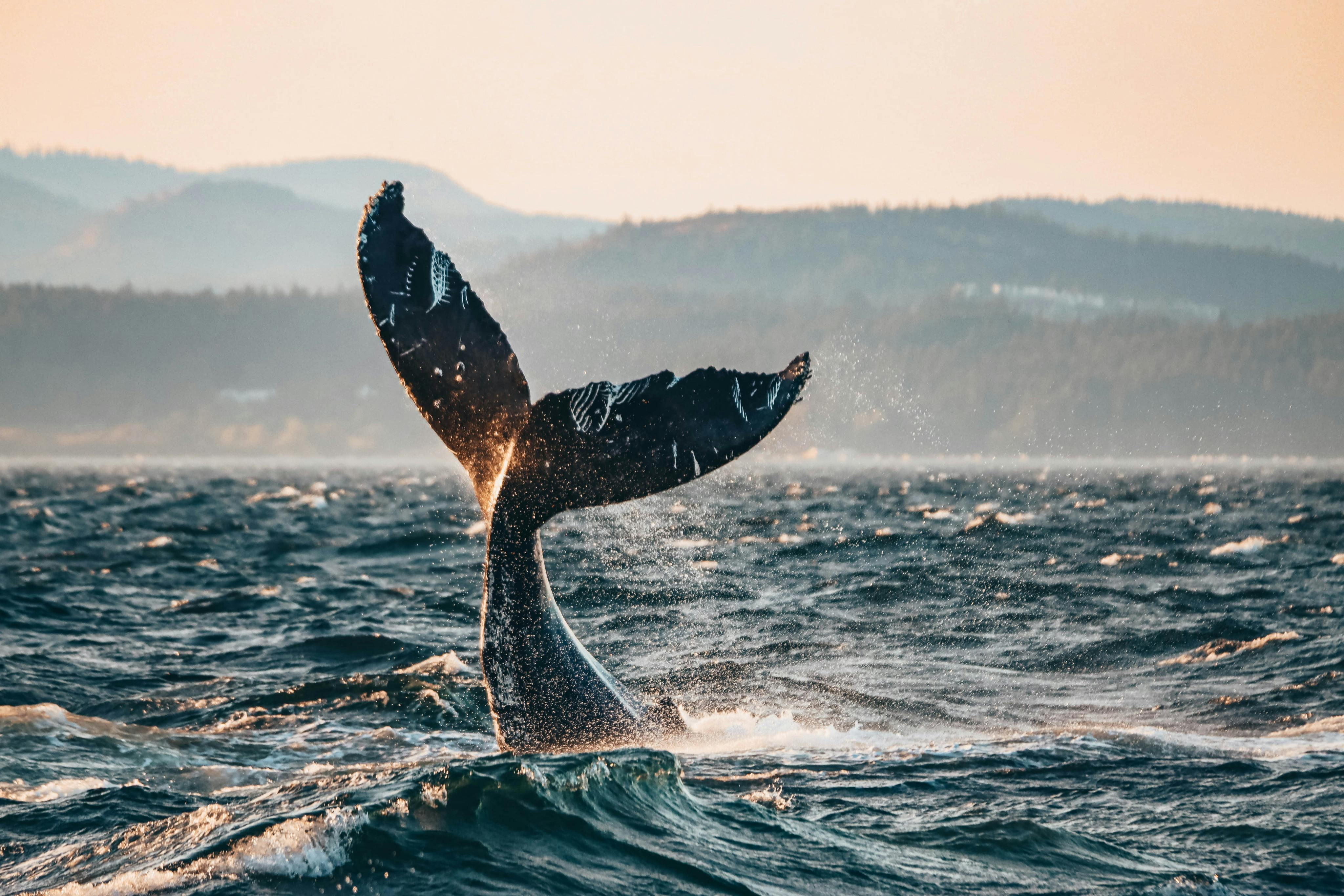 Half Day Whale Watching Tour from Vancouver - Photo 1 of 15