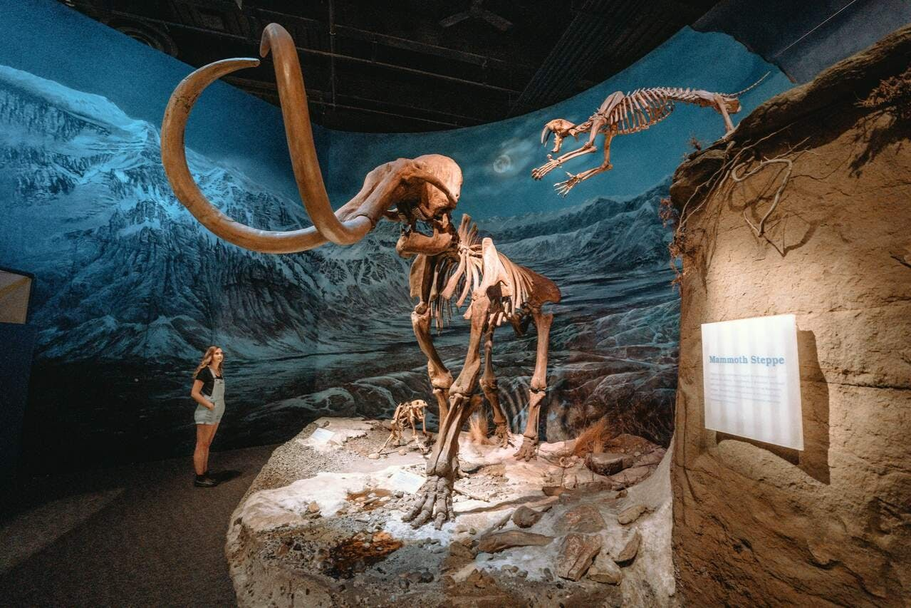 Horseshoe Canyon: Guided Day Tour from Calgary + Royal Tyrrell Museum Entry - Photo 1 of 6