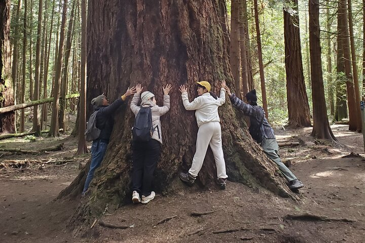 Forest Magick - Embracing a 650-year-old Douglas Fir