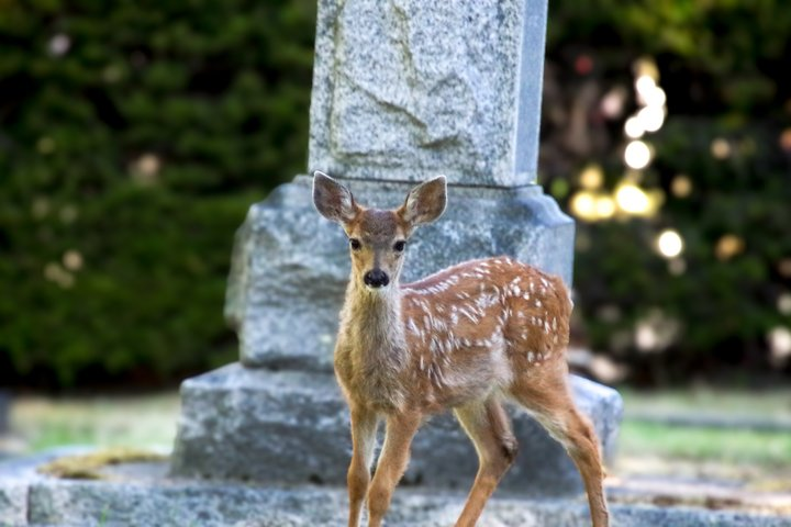 Victoria: Wildlife in the city, coastal viewpoints and parks - Photo 1 of 12