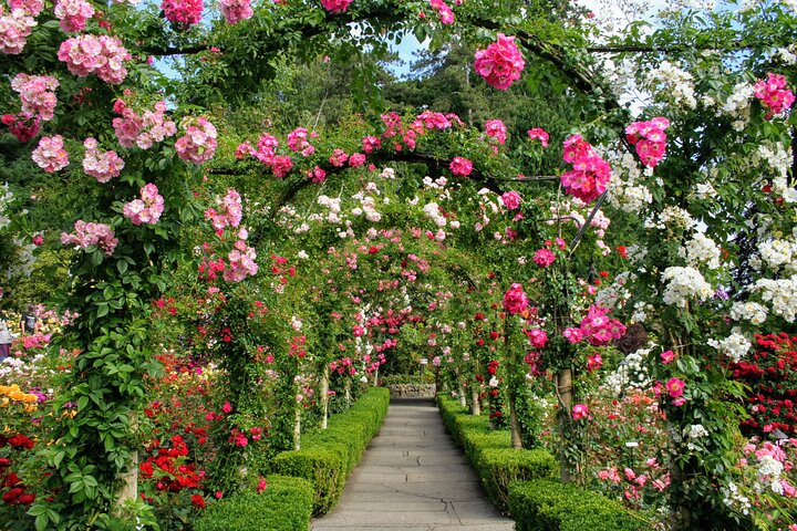 The Rose Garden at The Butchart Gardens