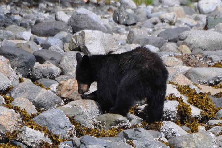 A black bear along one of the shorelines!