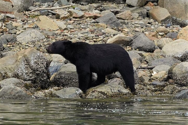 Spring Bears and Whales Tour in Campbell River - Photo 1 of 9