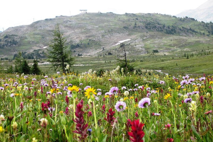 Wildflowers of Sunshine Meadows