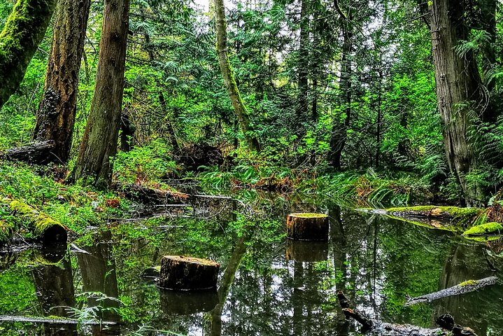 Private Guided Rainforest Hike in Victoria - Photo 1 of 10