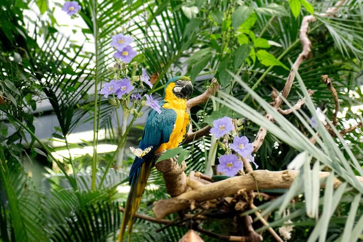 Victoria Butterfly Gardens Ticket - Photo 1 of 13