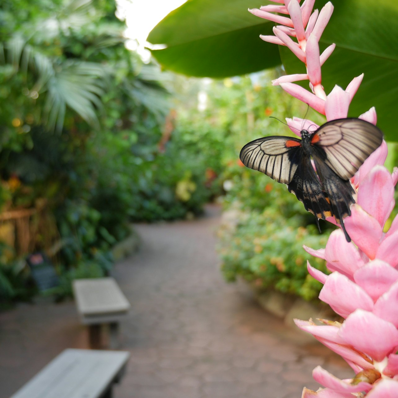 Victoria Butterfly Gardens: Entry Ticket - Photo 1 of 6