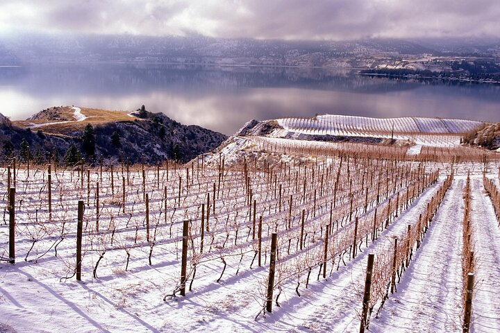 West Kelowna Wine Tour Classic Wineries in Kelowna Pelago