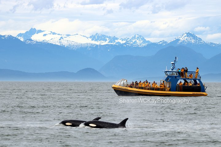 Vancouver Whale Watch Large Zodiac Tour with Guide - Photo 1 of 6