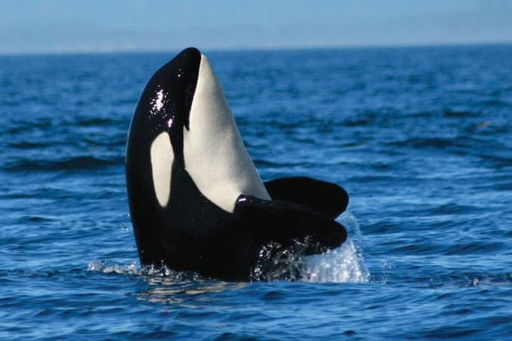 Whale Watching Tour