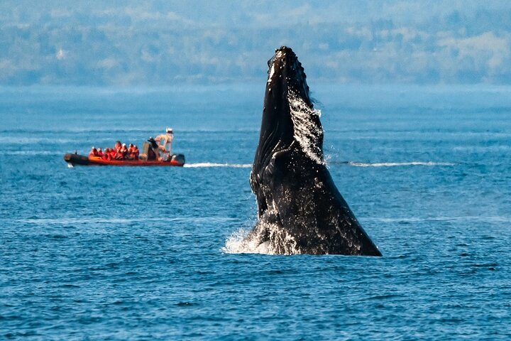 Winter Victoria Whale and Wildlife Zodiac Tour - Photo 1 of 6