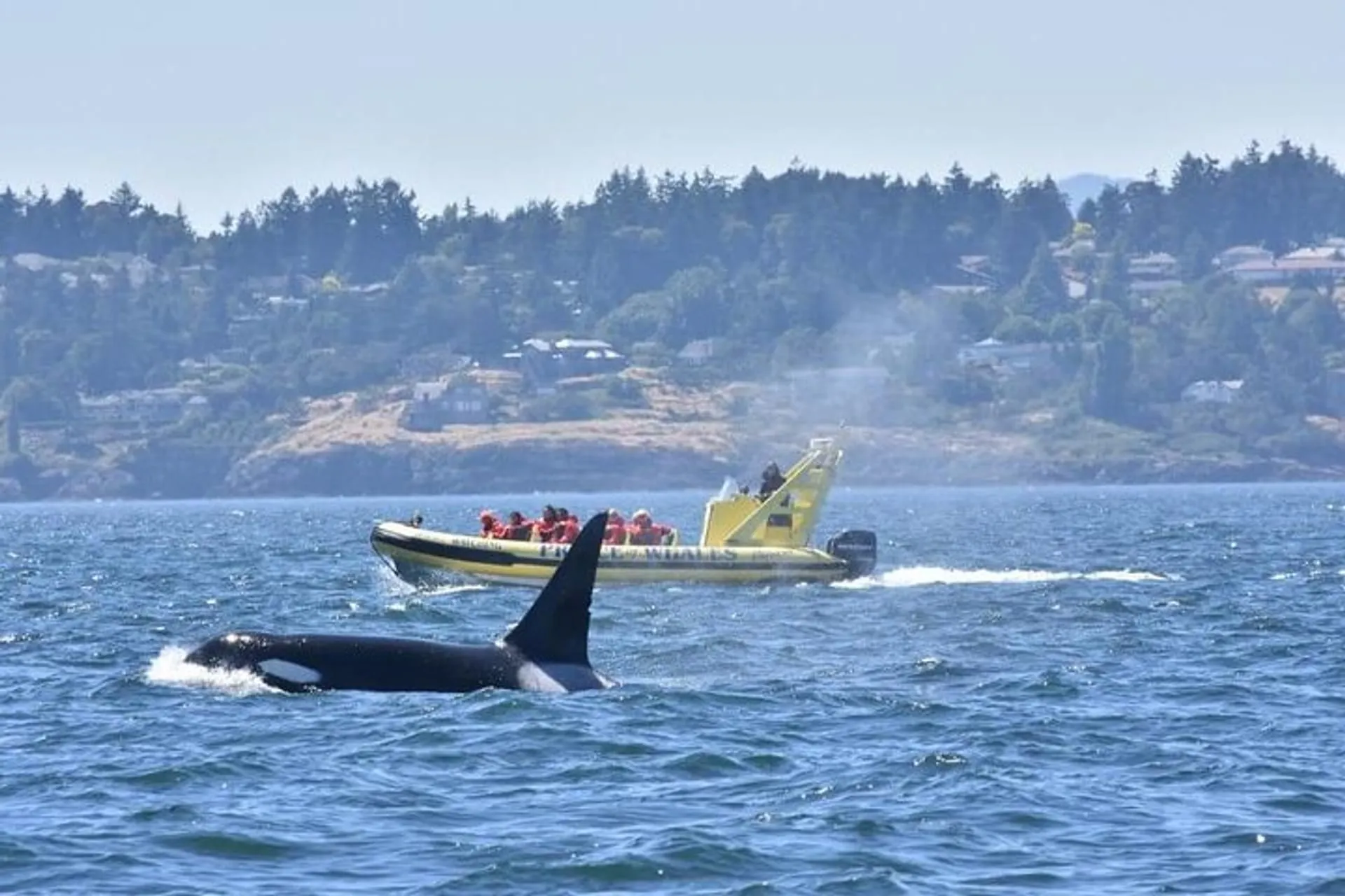 Victoria Zodiac Boat Whale Watching Adventure in Victoria | Pelago