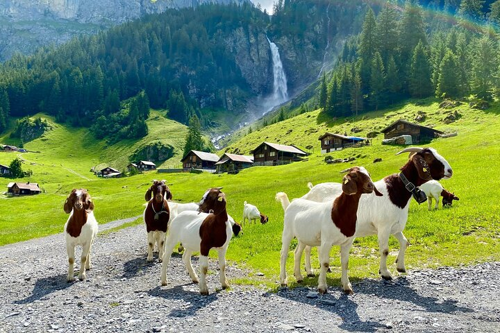 Experience the charm of Switzerland’s countryside where playful goats roam among lush green pastures framed by stunning landscapes and cascading waterfalls—ideal for a memorable day of exploration.