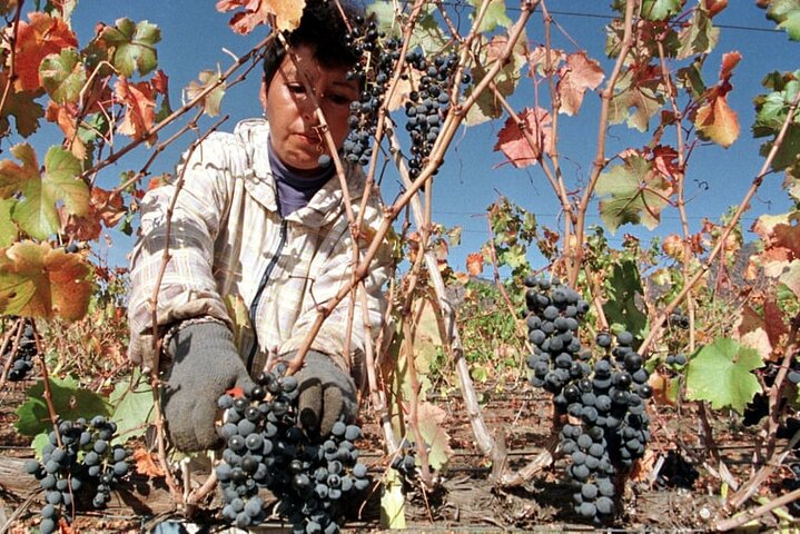 Private Half-Day Santa Rita Winery Tour with Gourmet Lunch - Photo 1 of 25