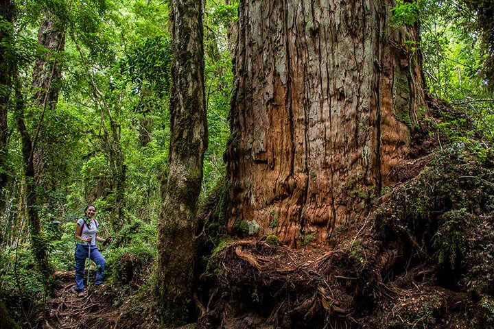 Calbuco Island & Ancient Arrayán Forest Tour from Puerto Varas - Photo 1 of 8