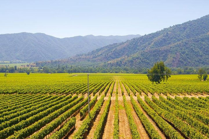 Colchagua Full Day Wine Tour: Casa Silva & L'Apostolle Wineries - Photo 1 of 2
