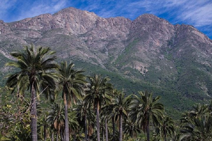 Chilean Palms and Campana mountain