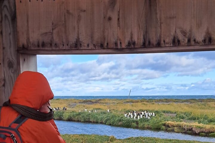 King Penguin Nature Reserve - Private Tour - Photo 1 of 20