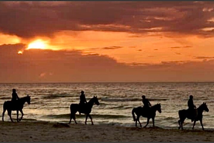 Horseback riding on beach, Winery, Alpacas, penguins & cowboyBBQ - Photo 1 of 25