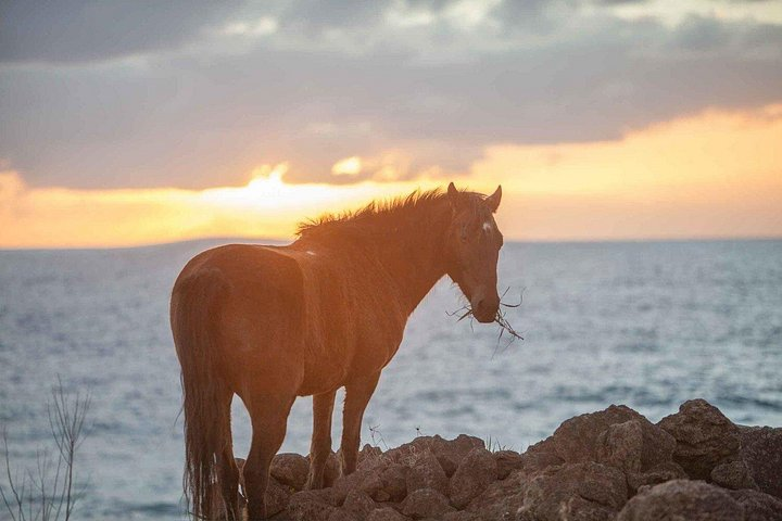 Horseback Riding