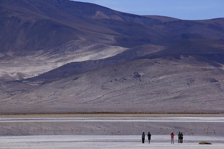 Iquique, Salar del Huasco National Park - Full day - Photo 1 of 6