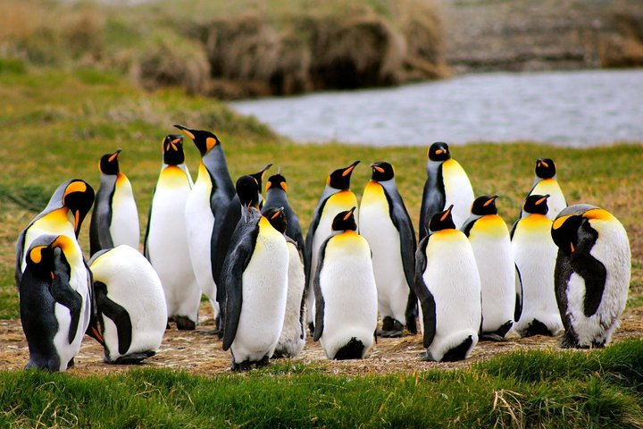 King Penguin Nature Reserve - Tierra del Fuego Island - Photo 1 of 25