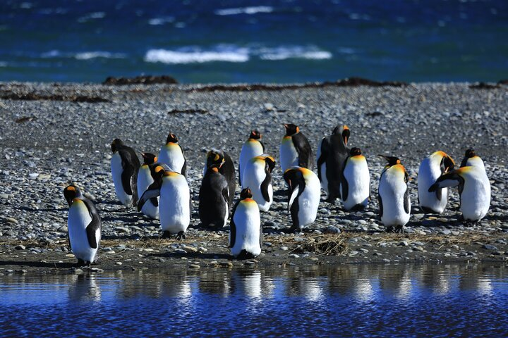 King Penguin & Tierra del Fuego Tour - Photo 1 of 10