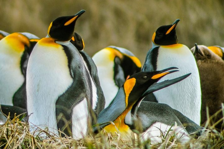 King Penguin