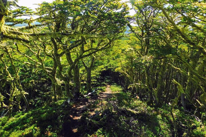 Magallanes National Reserve 