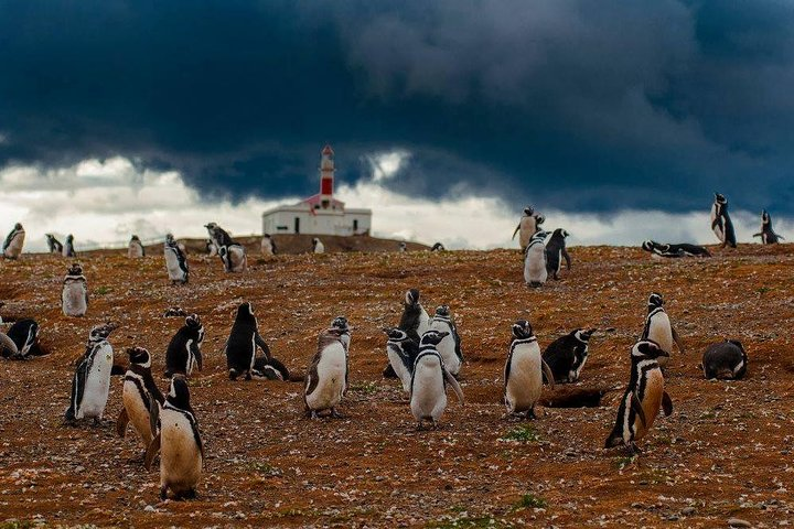 Magdalena Island Penguin Tour by Boat from Punta Arenas - Photo 1 of 9