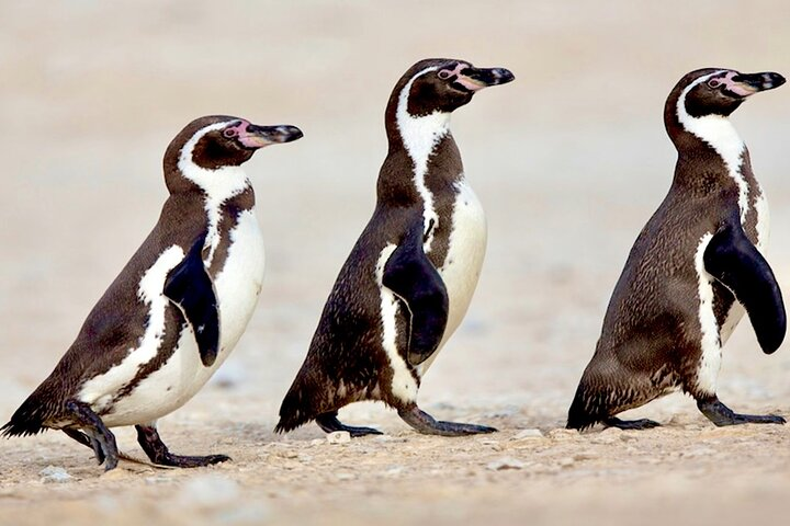 Fr STGO: WILD PENGUINS, SEALION, SANDBOARD, PARAGLIDING & PICNIC - Photo 1 of 25