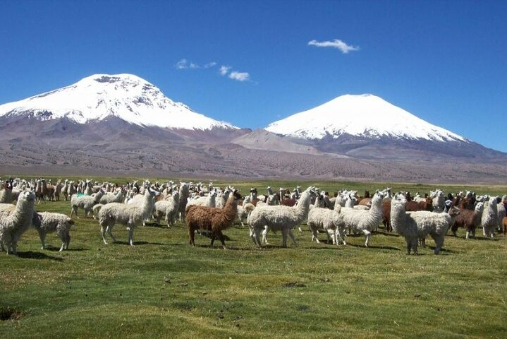 Lauca National Park & Chungara Lake