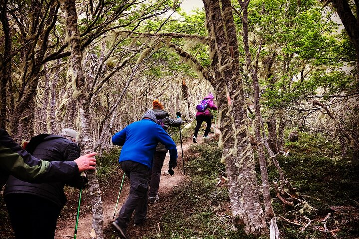 Guests travel through a short uphill section in the Patagonian forest on our hike in Punta Arenas.