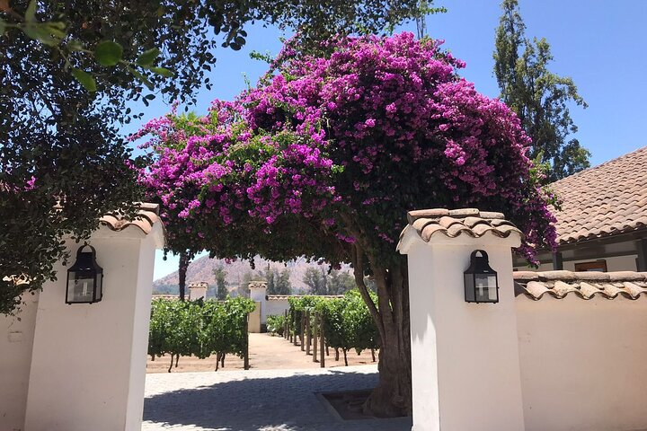 Private Tour to Viña Santa Rita - Photo 1 of 5
