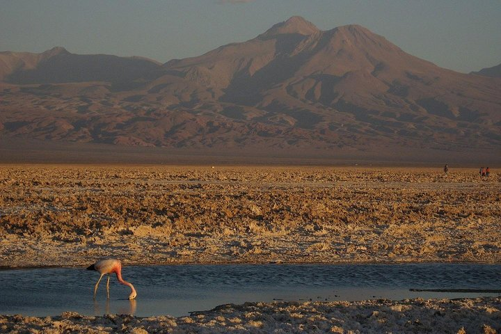 San Pedro de Atacama, Laguna de Chaxa and Toconao - Half day - Photo 1 of 6