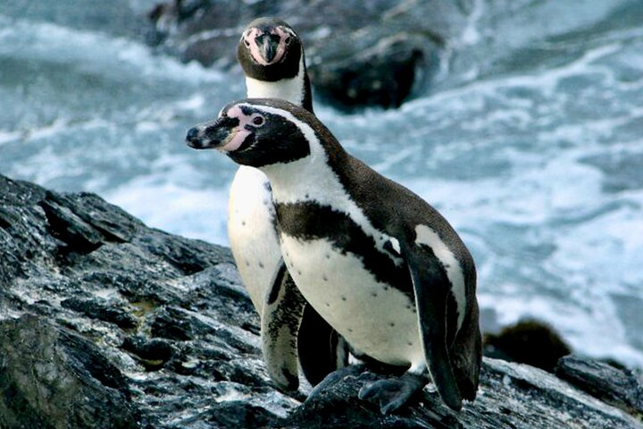 Fr VALPO: WILD PENGUINS, SEALION, SANDBOARD, PARAGLIDING & PICNIC - Photo 1 of 25