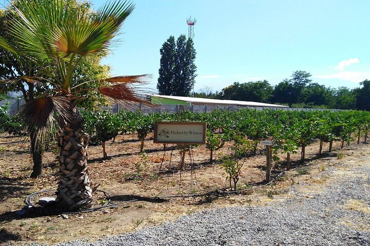 Wine Tour
