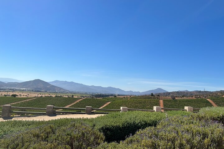 Wine Tasting Tour to Casablanca Valley (Wine Region) - Photo 1 of 4