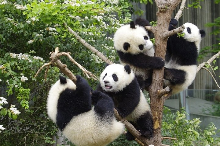 Private Full Day Chengdu Panda Base and Jinsha Site Museum Tour - Photo 1 of 15