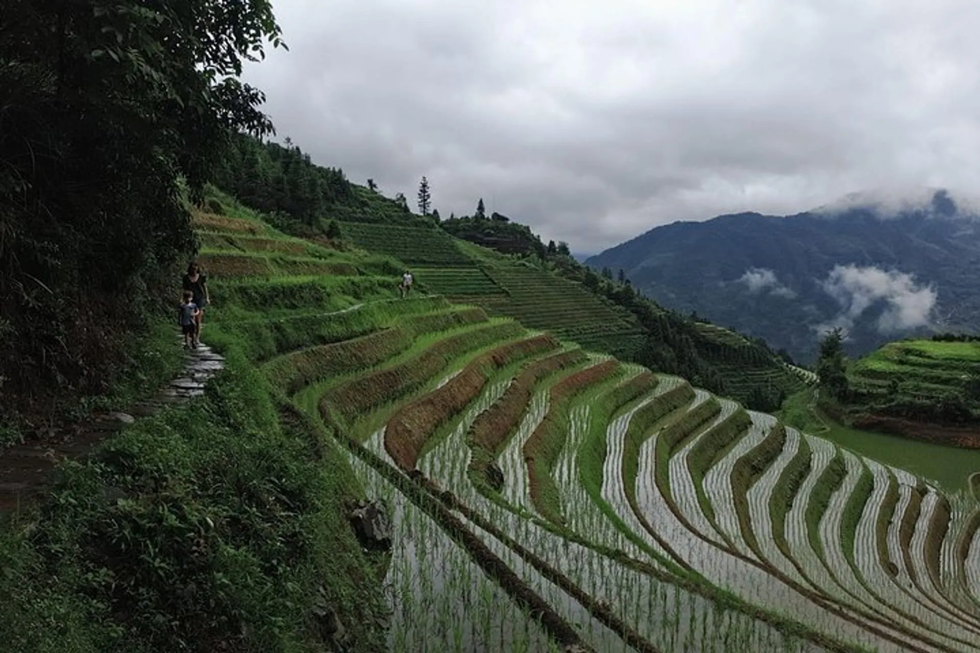 广西桂林的1-Day Longji Terrace Fields-Pingan village Tour with the English  Speaking Driver | Pelago